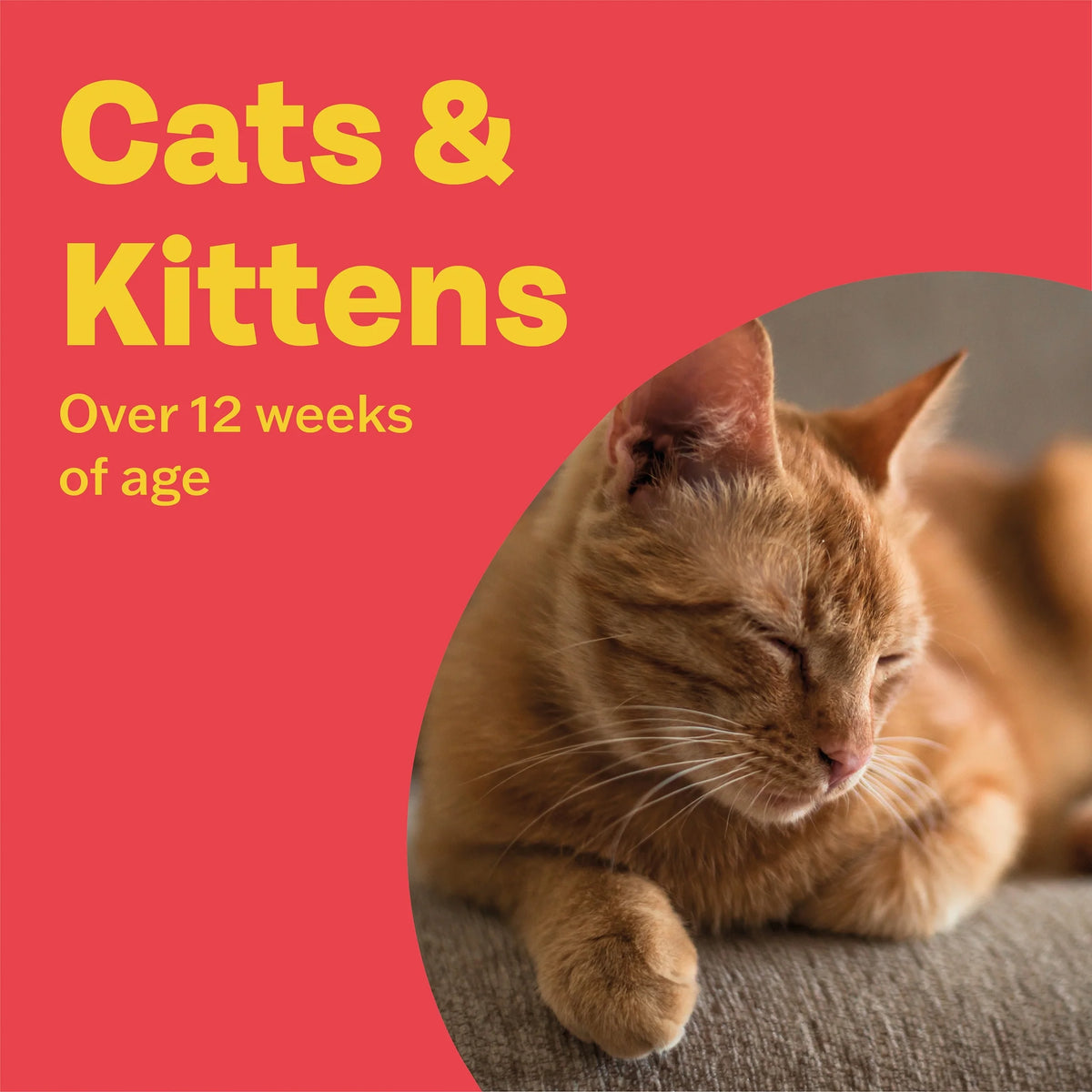Spot On Cat Dewormer 2 Tubes by BOB MARTIN
