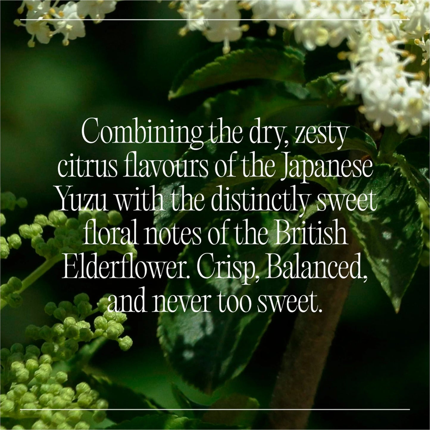 Natural Cbd Elderflower & Yuzu Drink 4 X 250ml by GOODRAYS