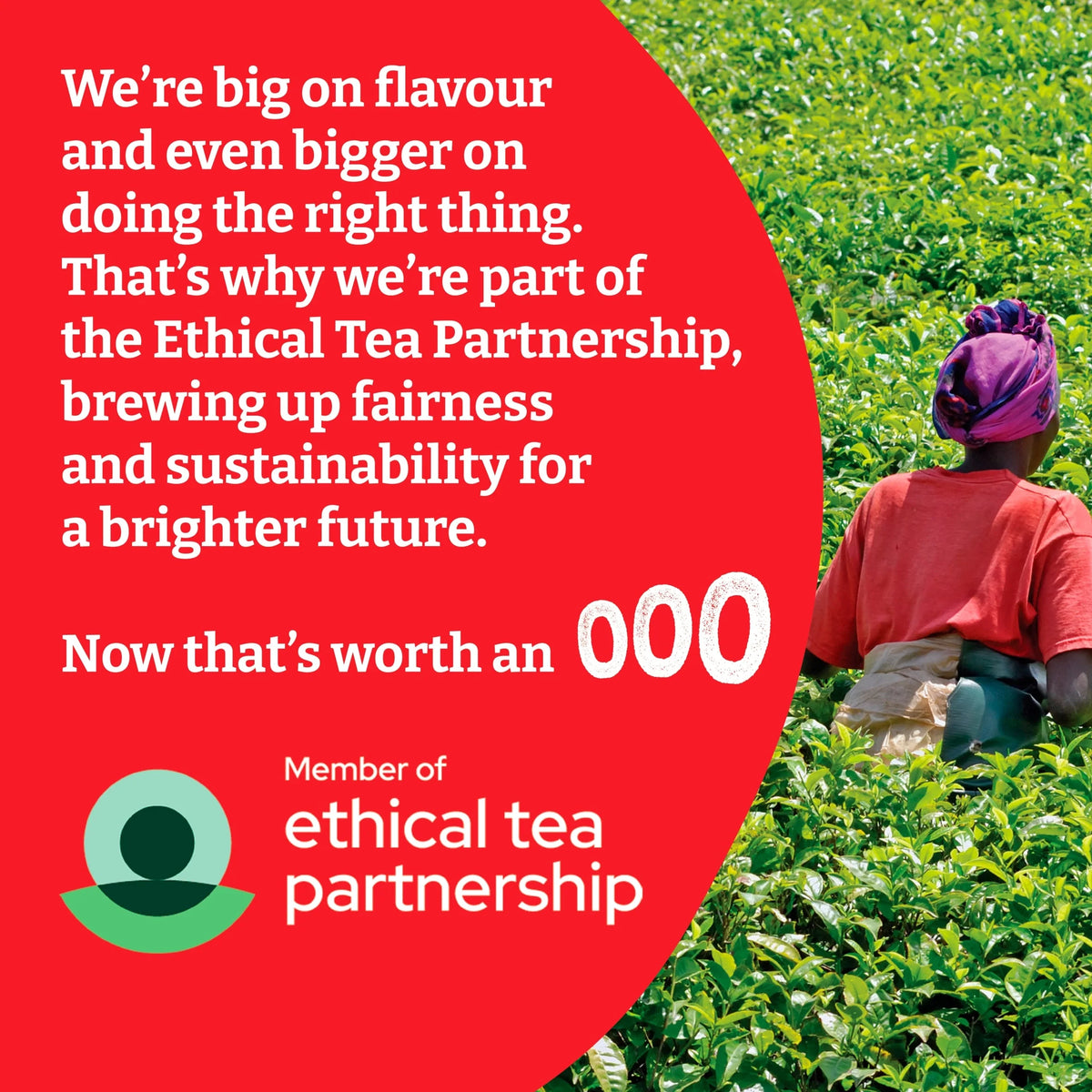 240 Premium Everyday Tea Bags 750g by TYPHOO